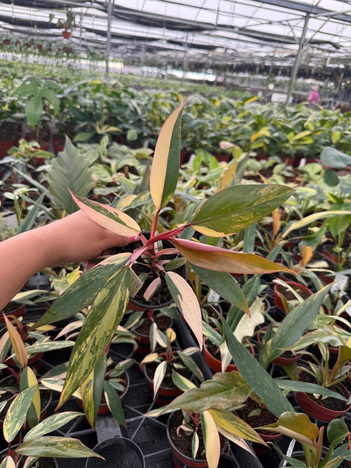 4" Pot Philodendron Strawberry Shake Plant – Rare Variegated Aroid, Tropical Collector Plant